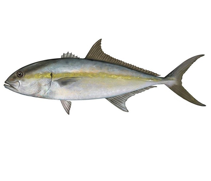 Yellowtail