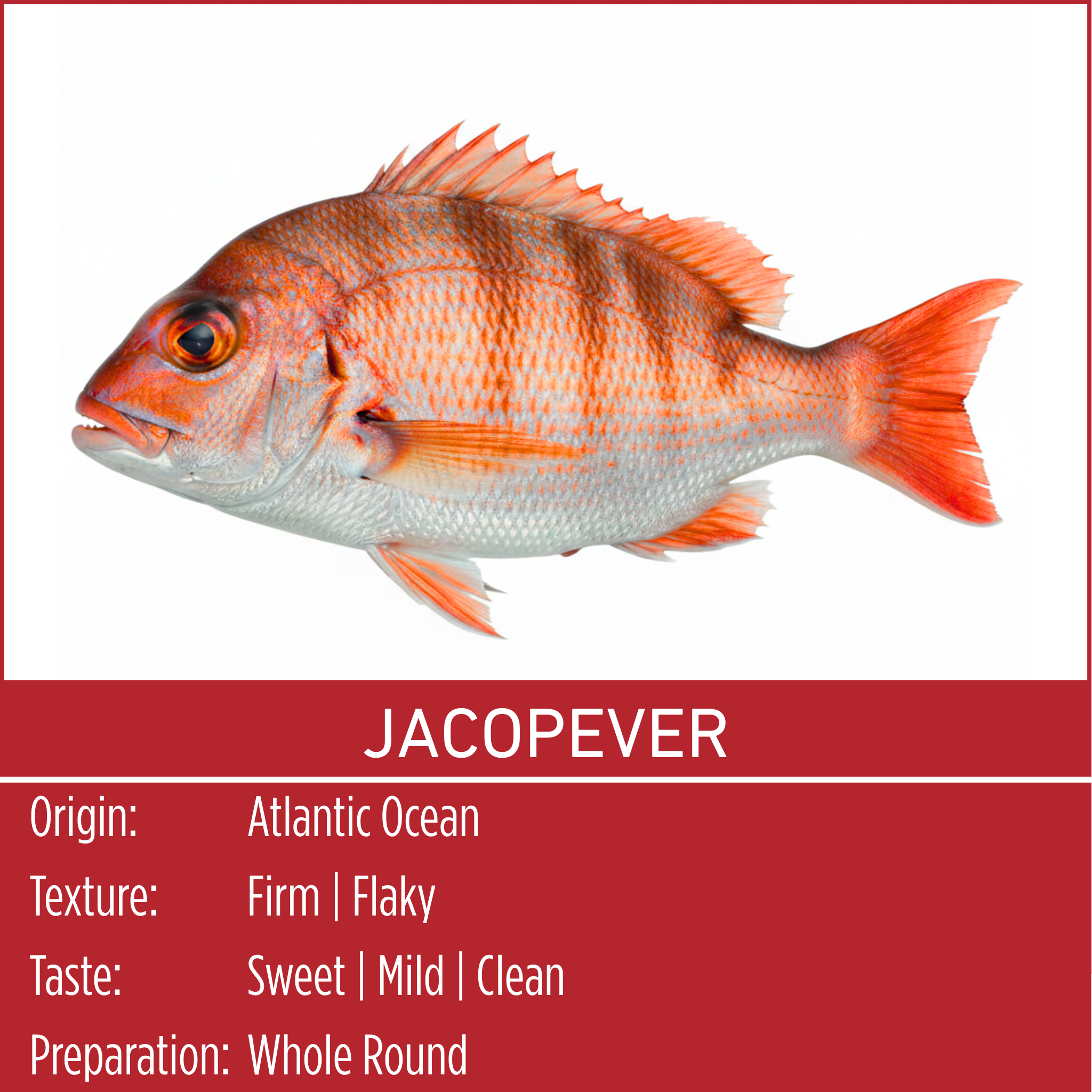 JACOPEVER