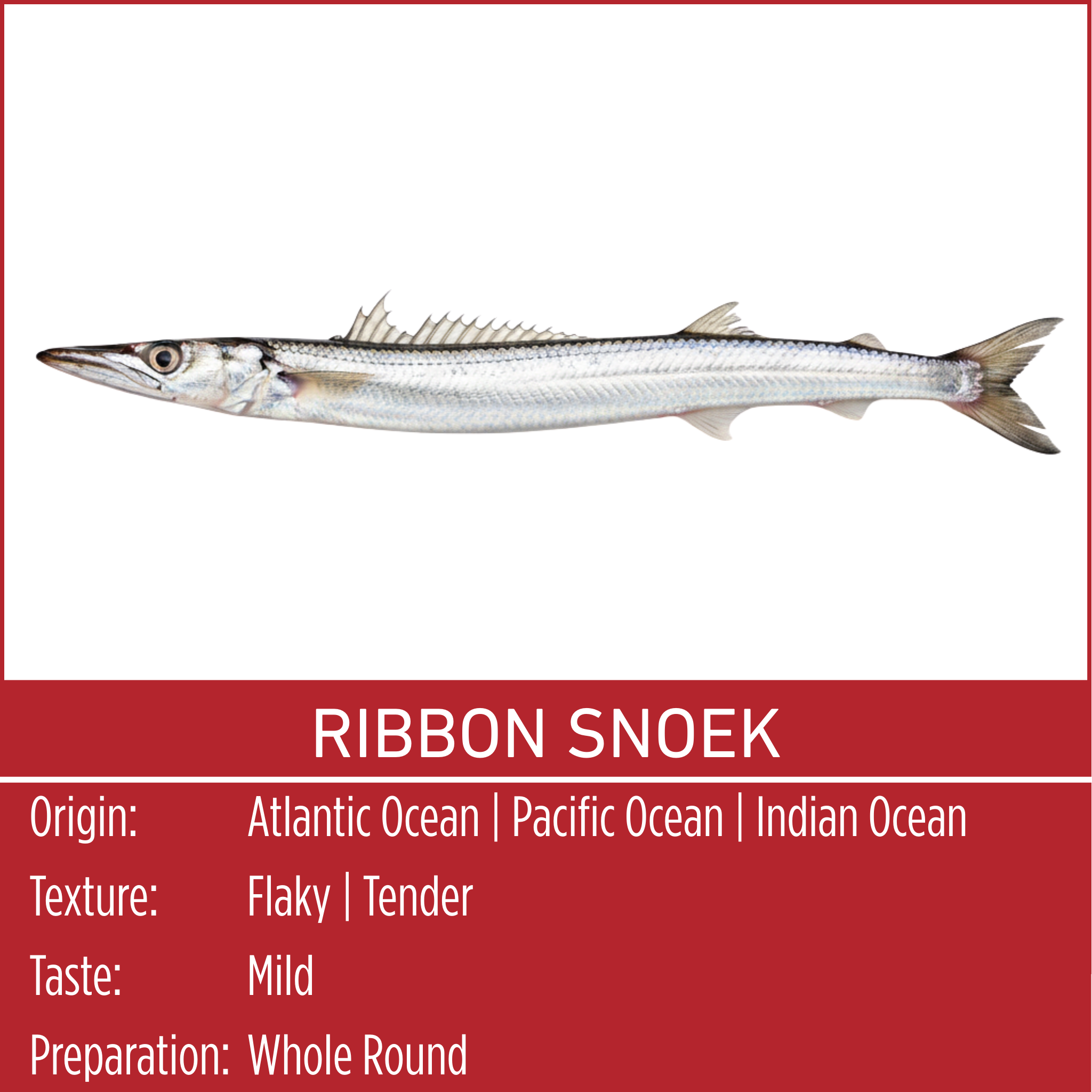 RIBBON SNOEK