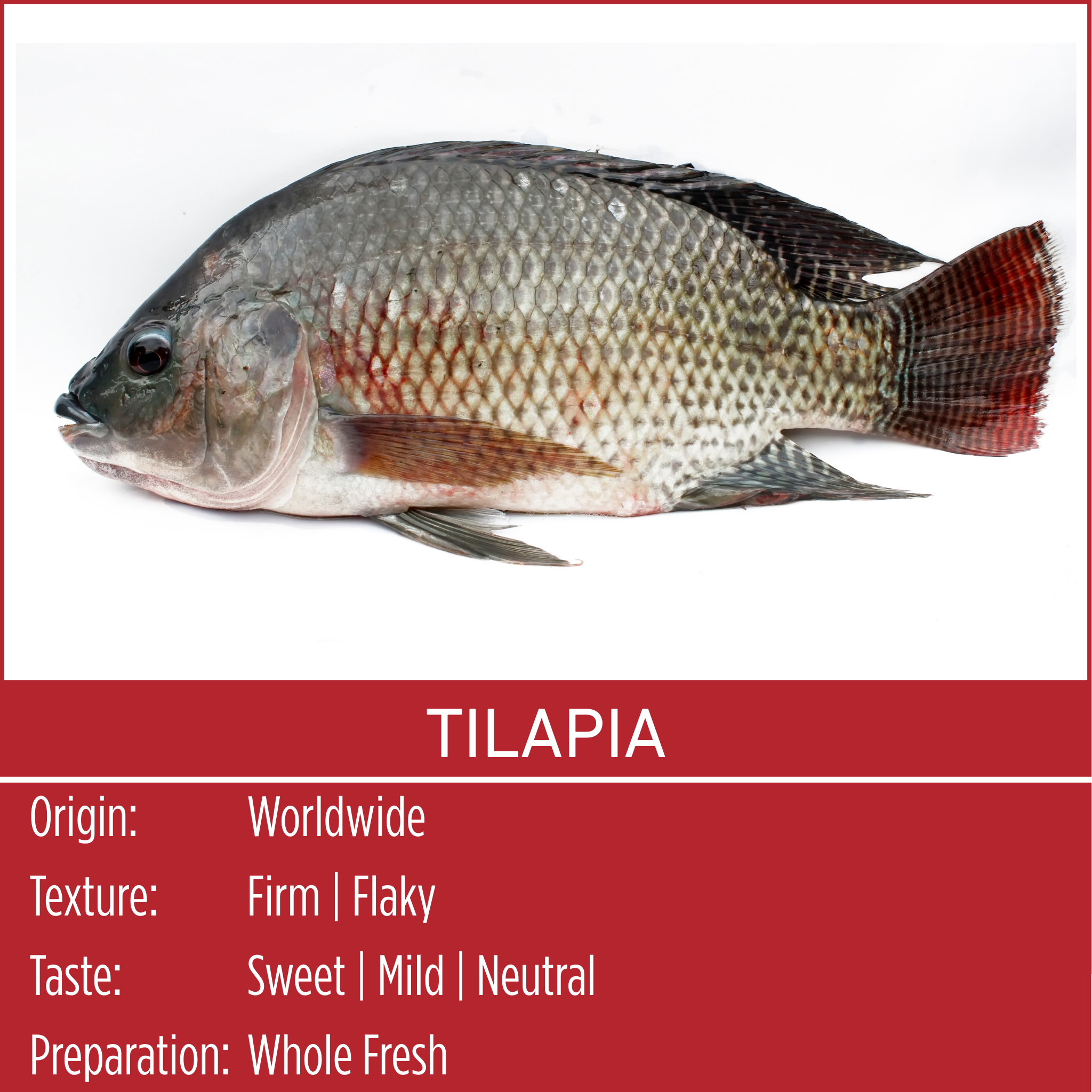 TILAPIA