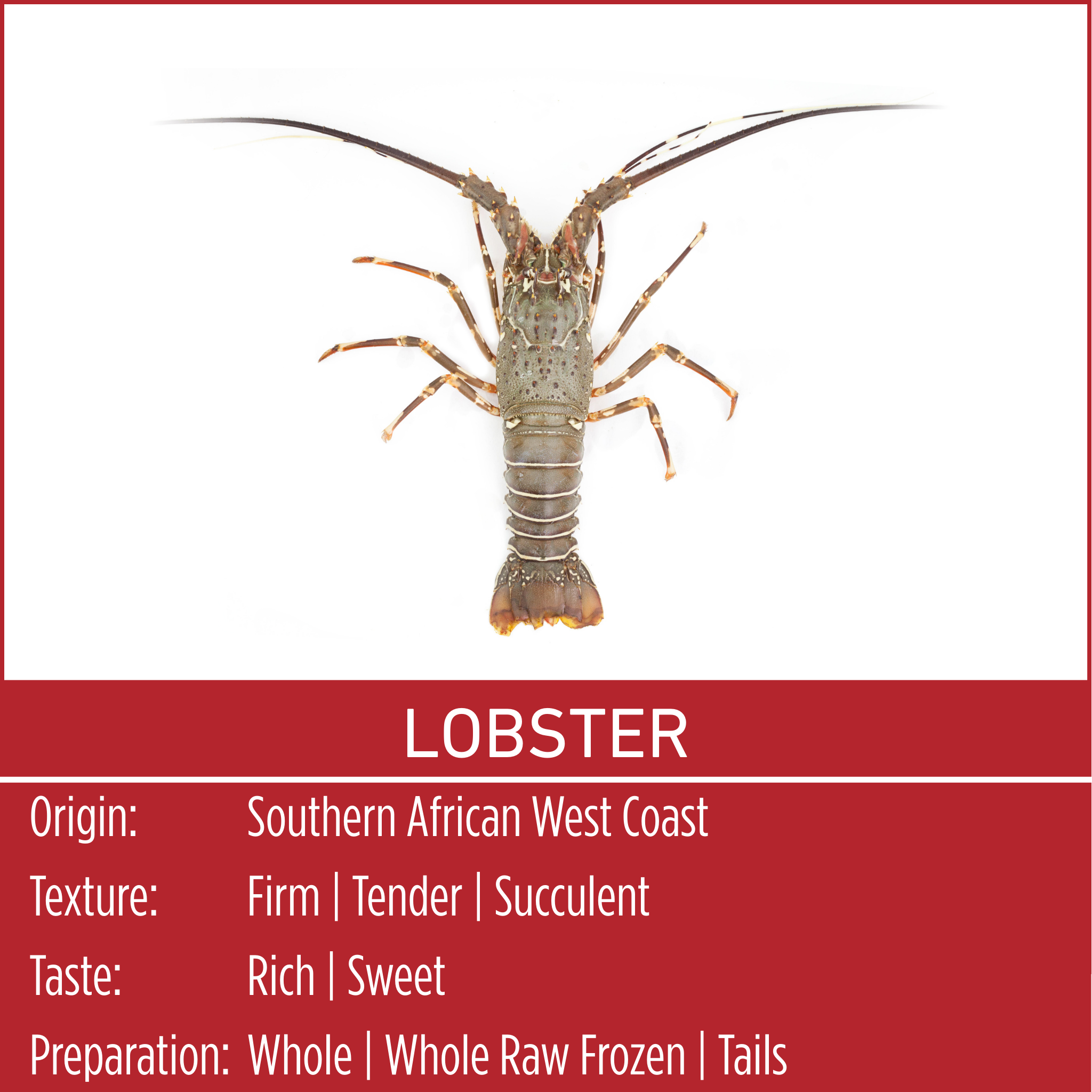 LOBSTER