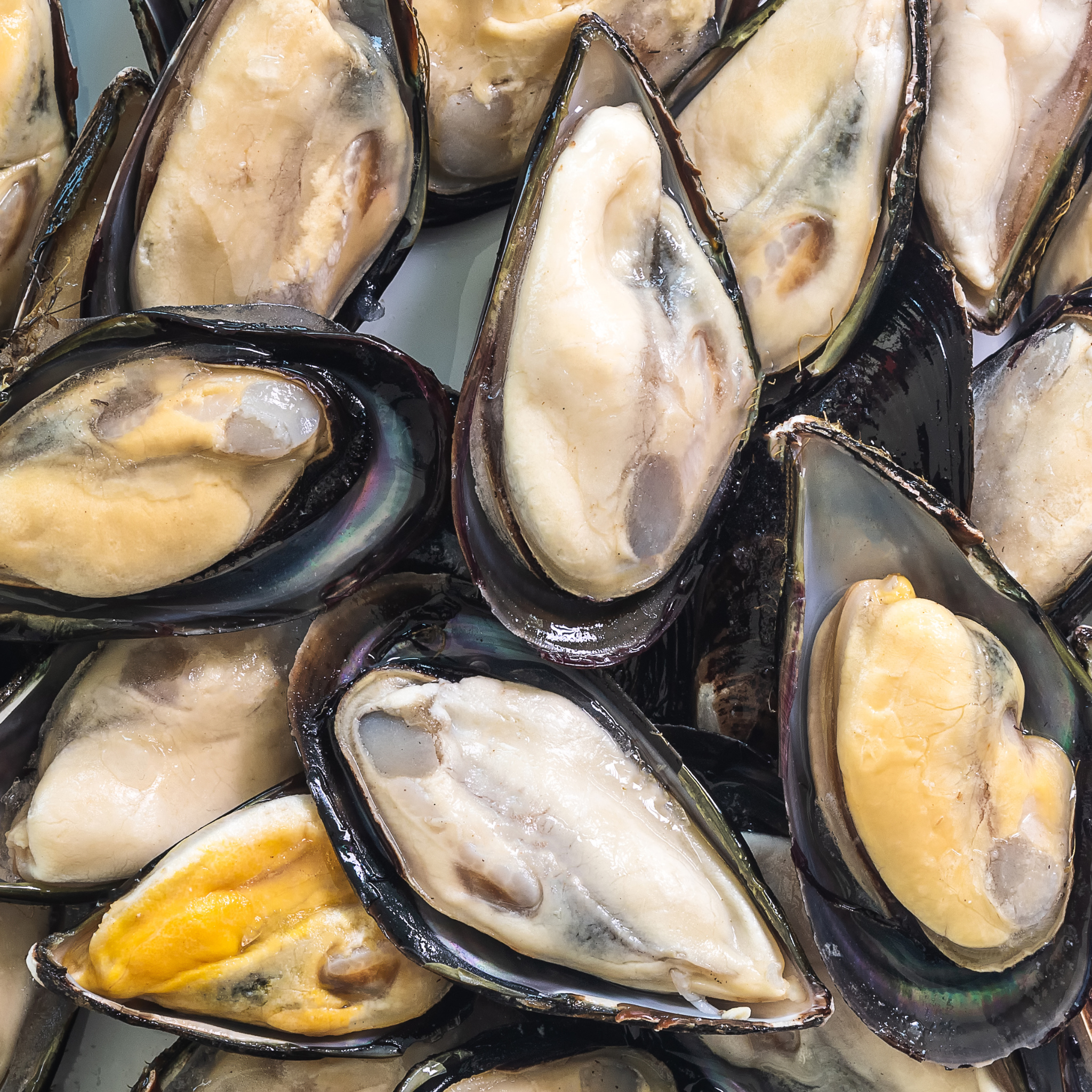 Half Shell Black Mussel