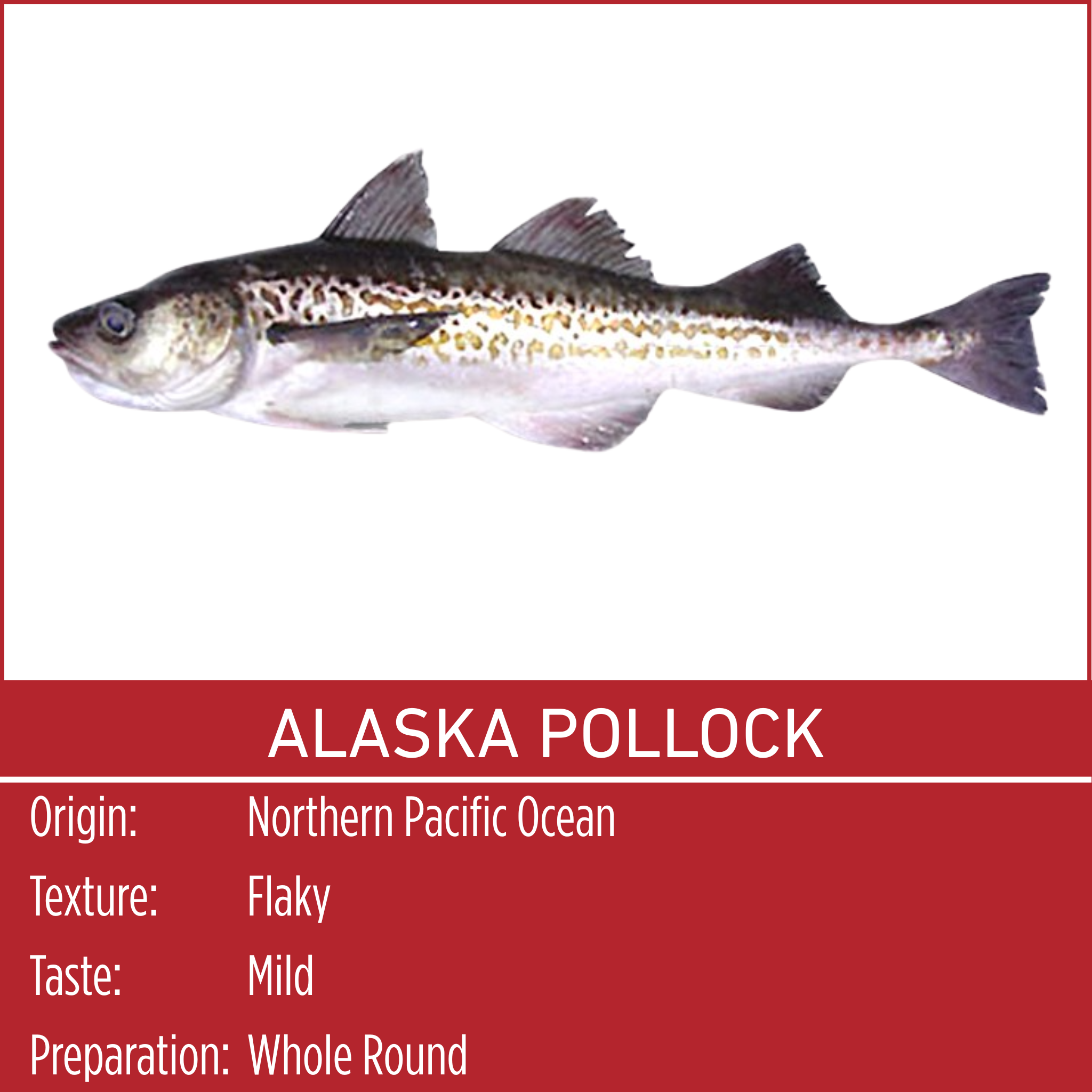 ALASKA PLLOCK – Chapman's Seafood