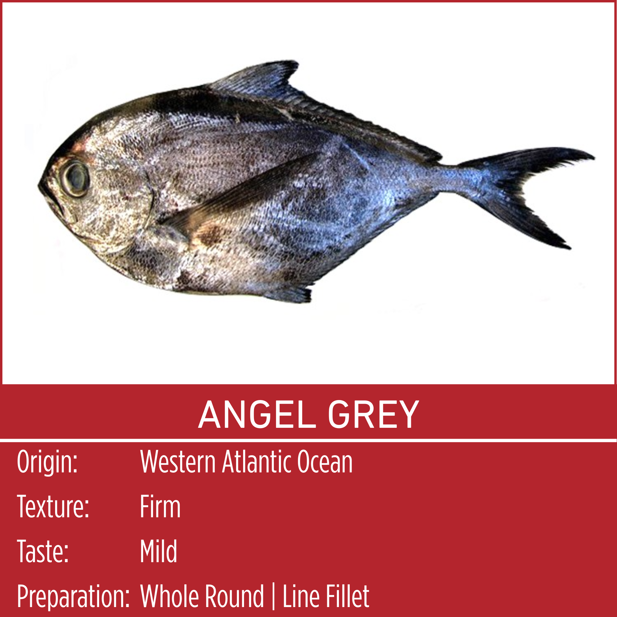 ANGEL GREY