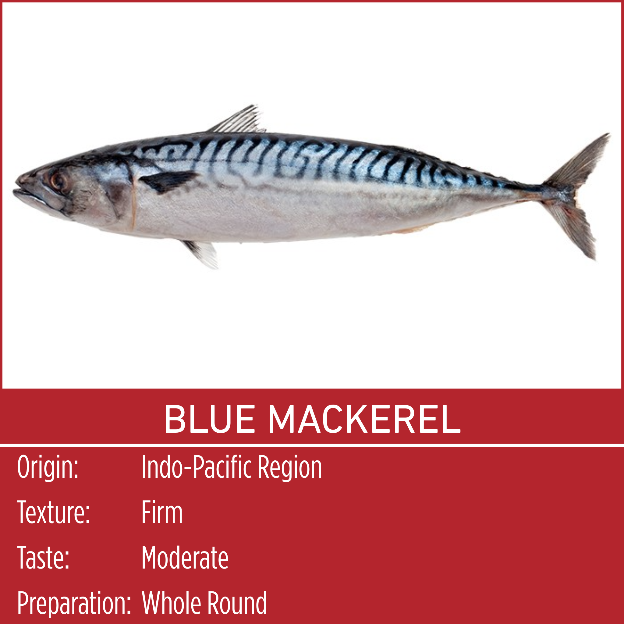 BLUE MACKEREL