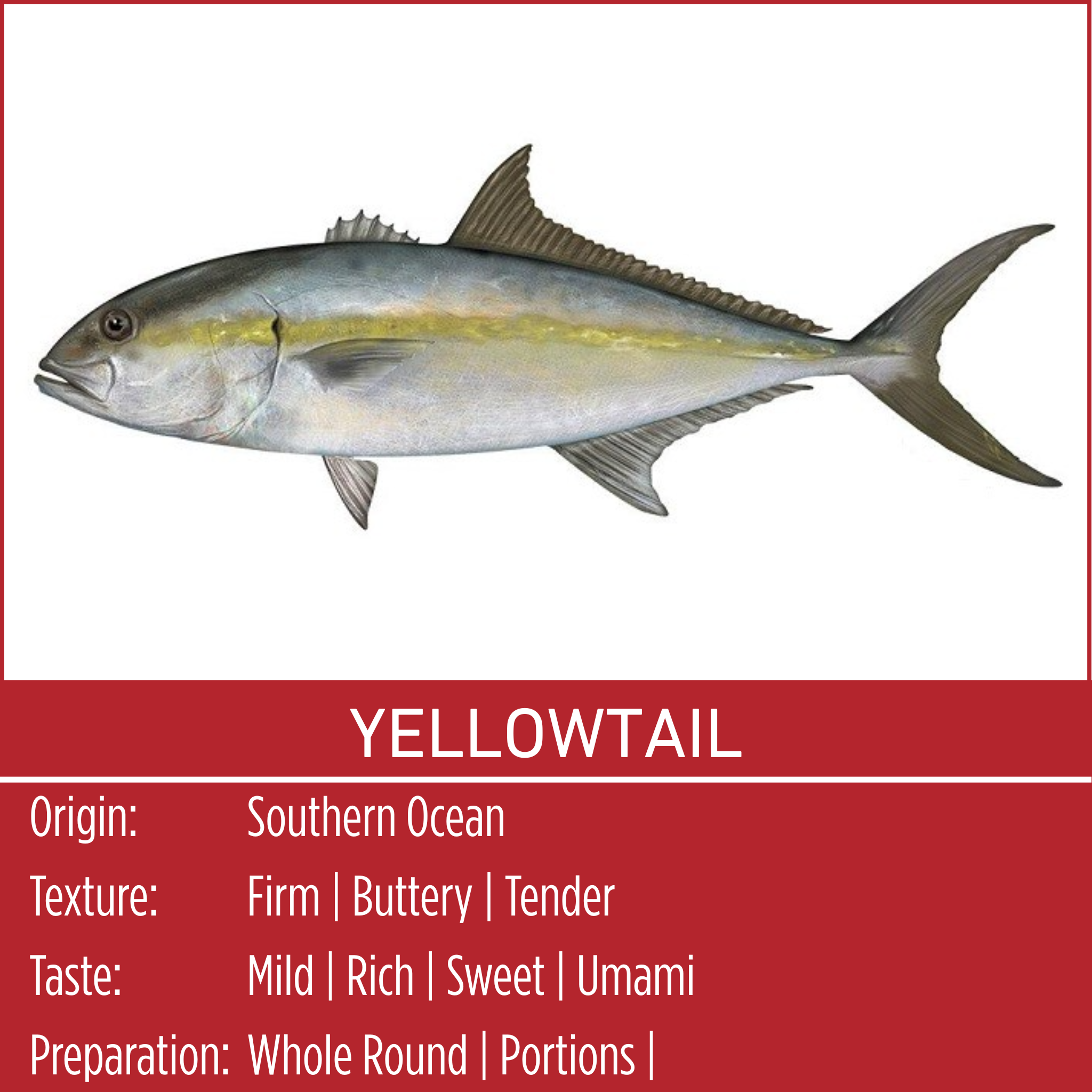 YELLOWTAIL