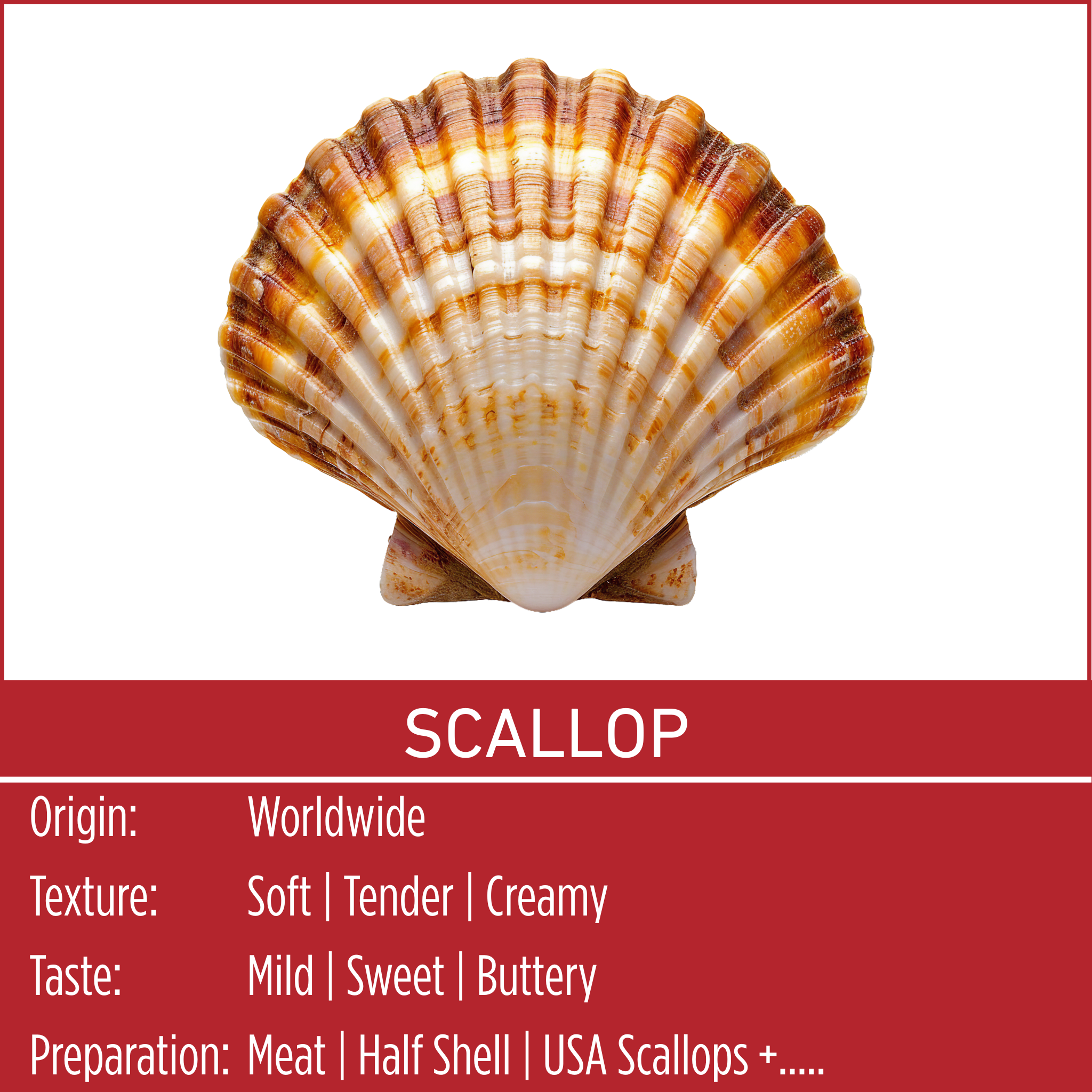 SCALLOP