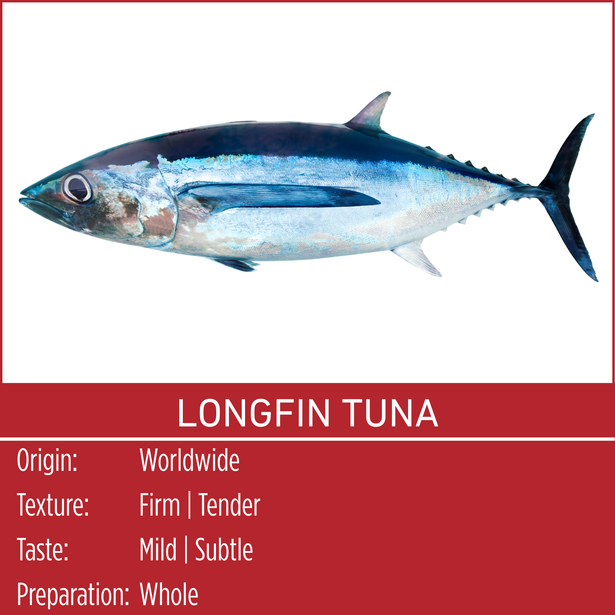 LONGFIN TUNA