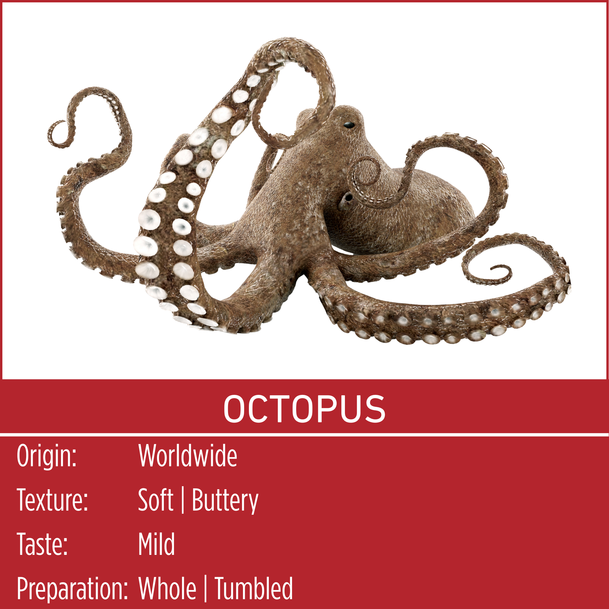 OCTOPUS