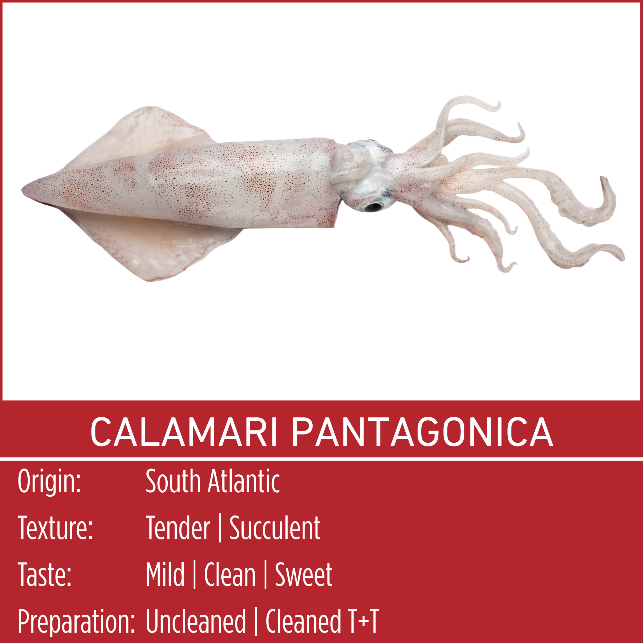 CALAMARI PANTAGONICA