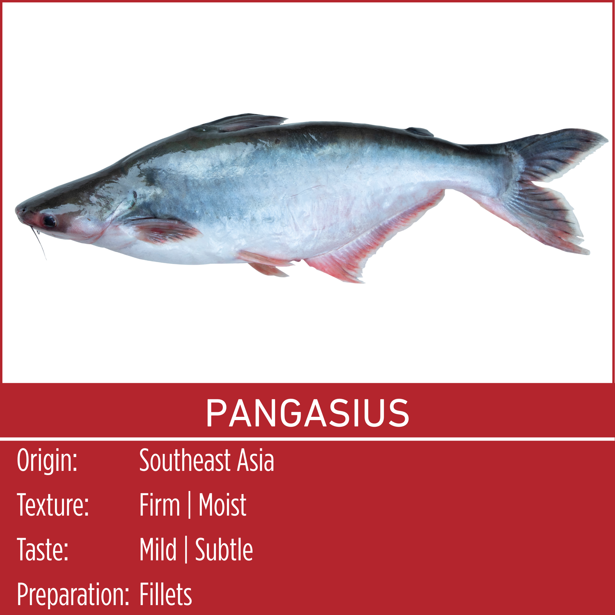 PANGASIUS