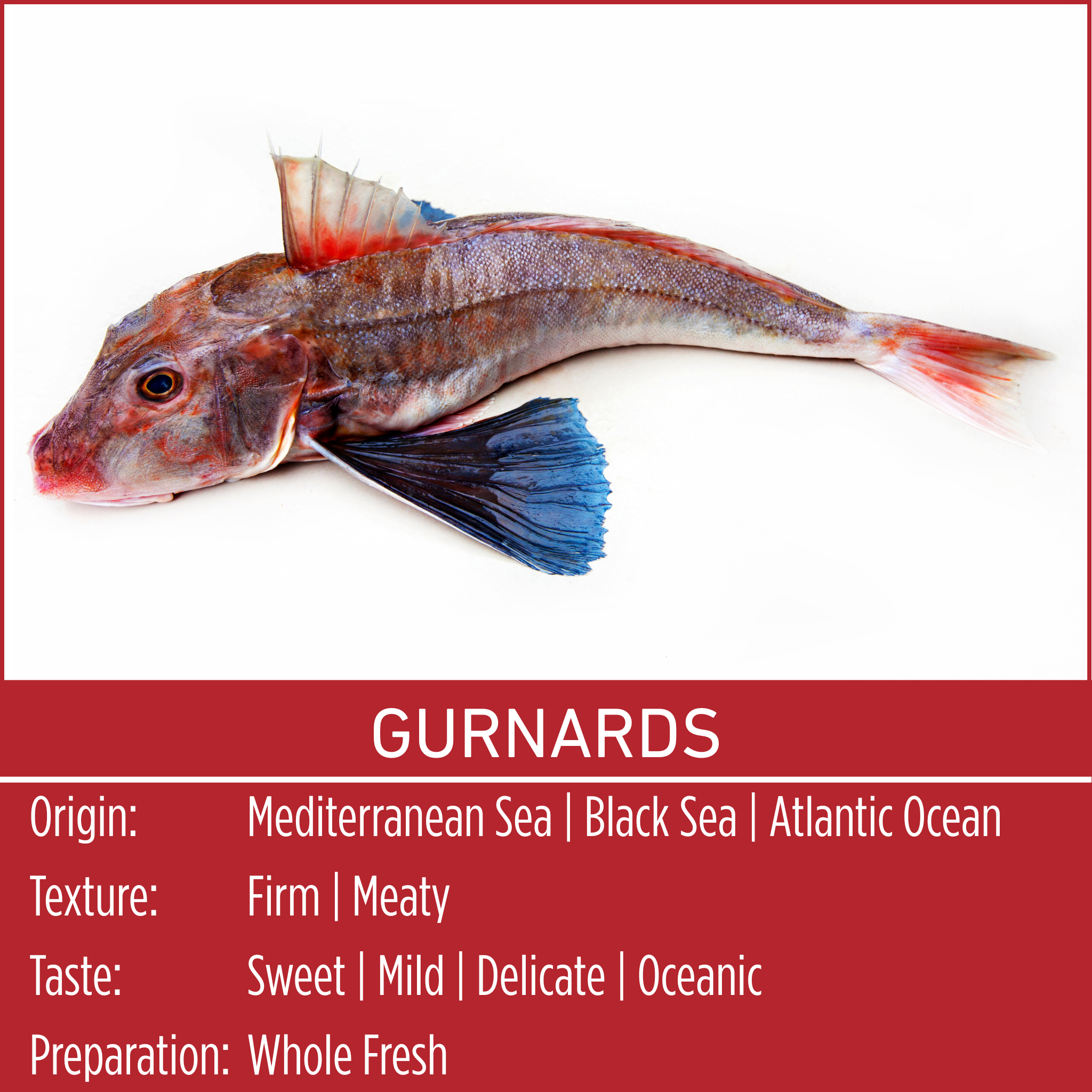 GURNARDS