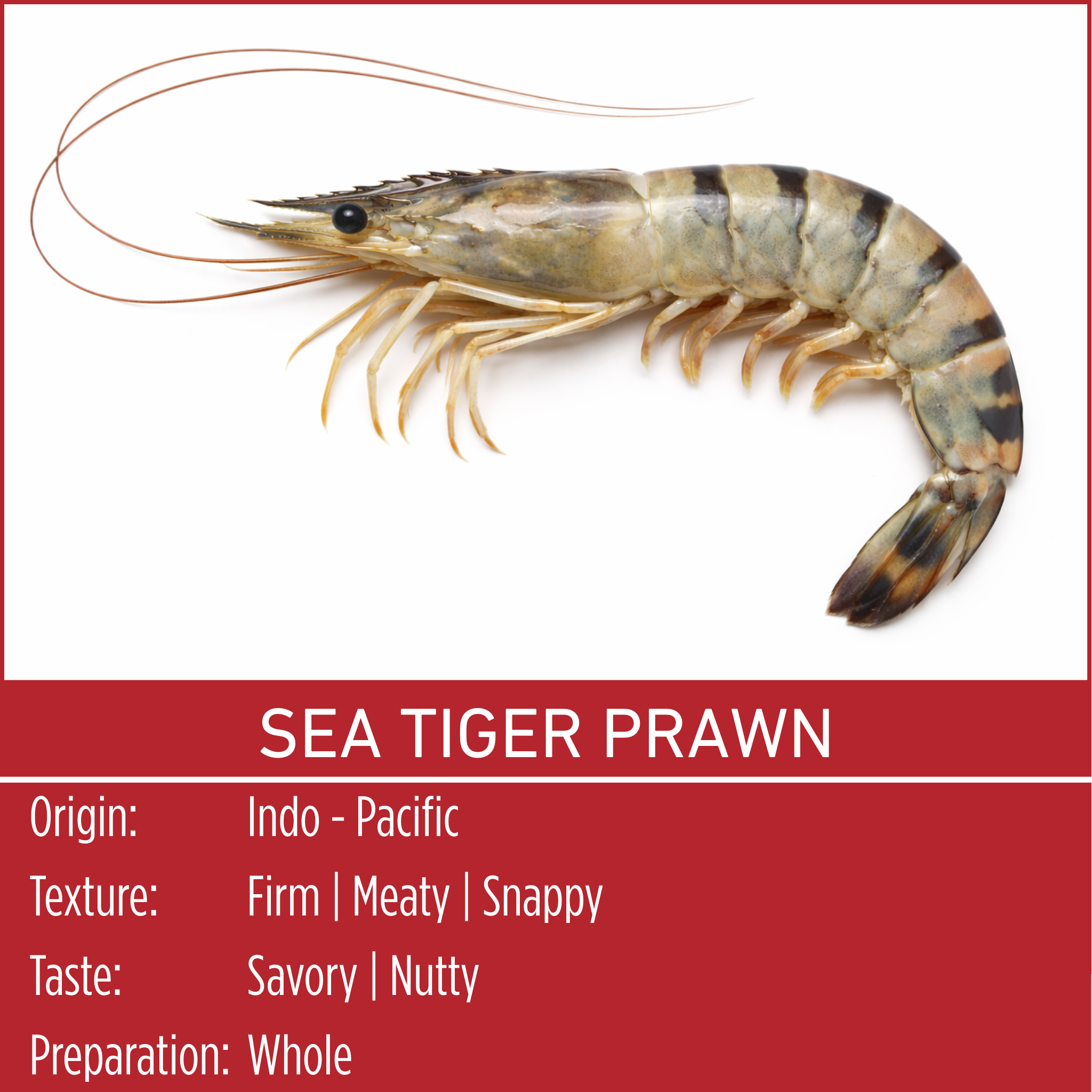 SEA TIGER PRAWN