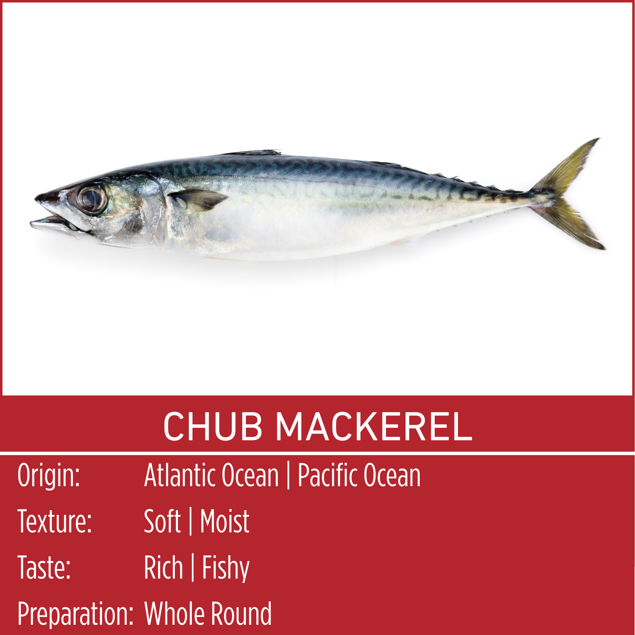 CHUB MACKEREL