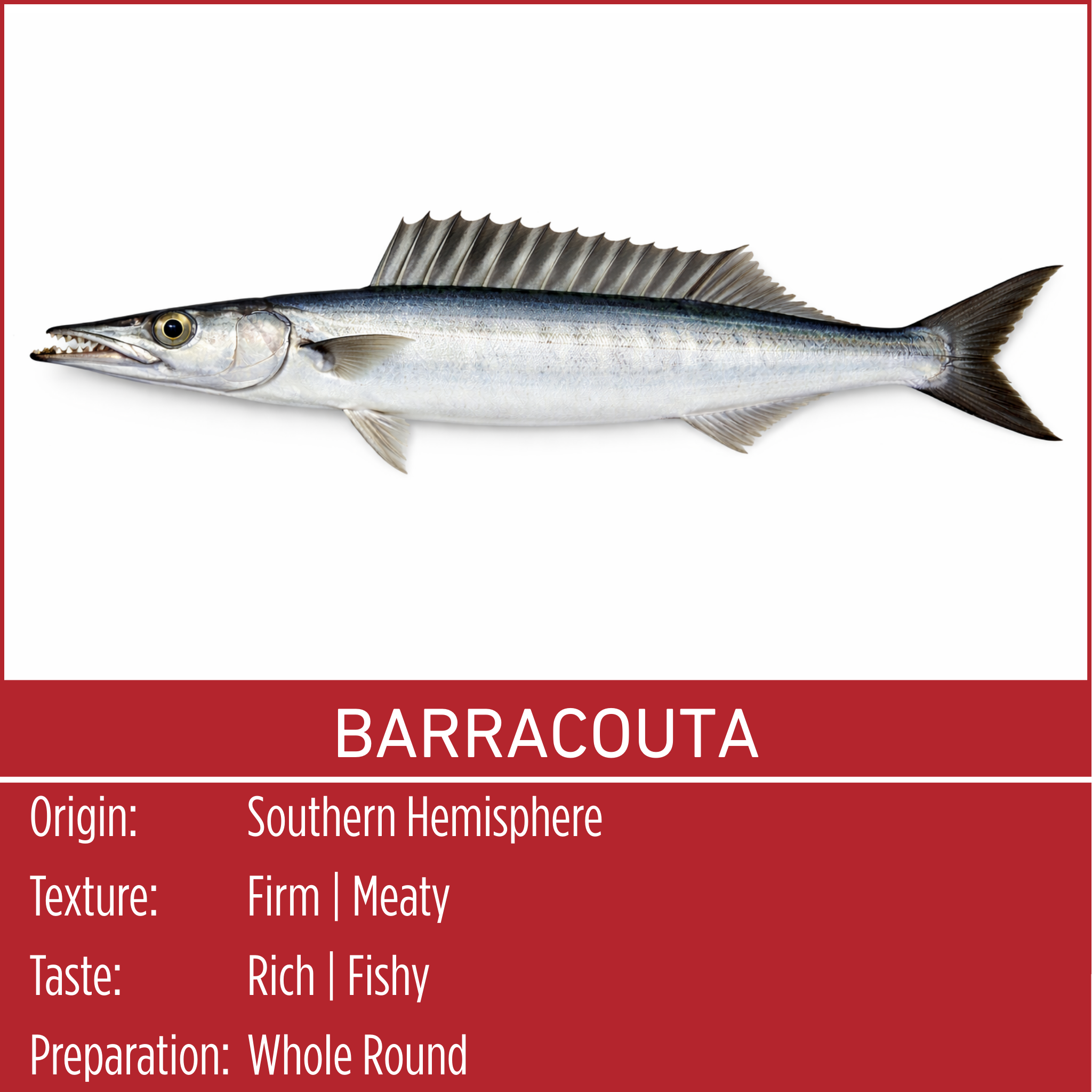 BARRACOUTA