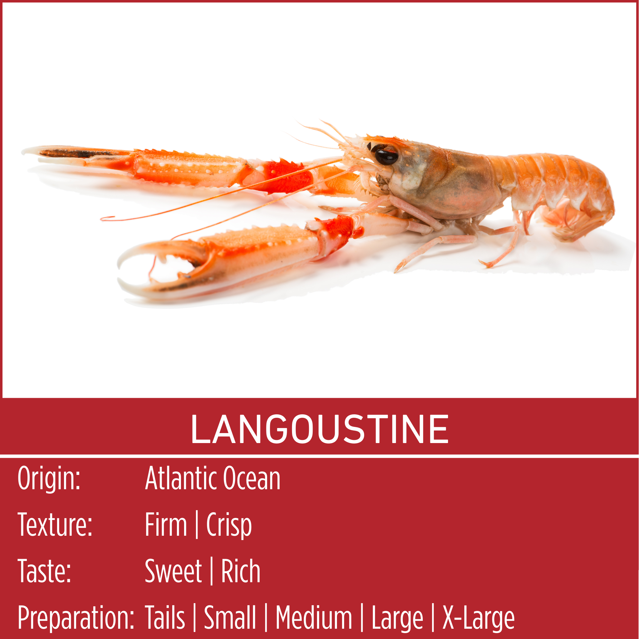 LANGOUSTINE