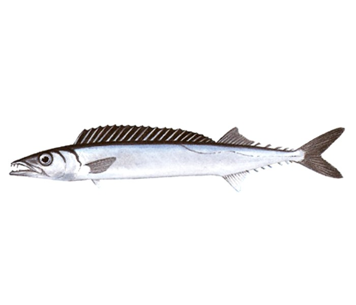 SNOEK