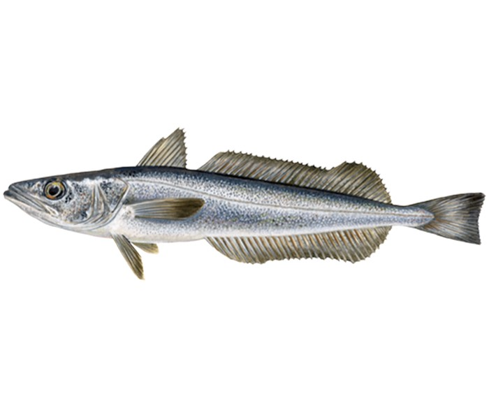 HAKE