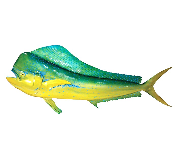 DORADO