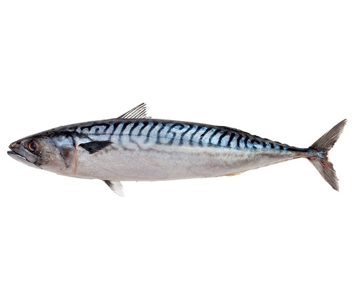 BLUE MACKEREL