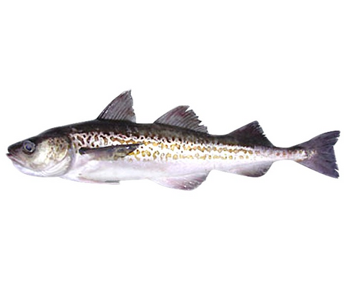 ALASKA PLLOCK